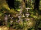 Котовник эллиптический, многолетний, лекарственный, декоративные цветы, пряность, медонос - фото 5084