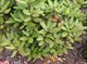Рододендрон краснеющий Erubescens, морозостойкий, вечнозеленый, декоративный кустарник, бонсай - фото 5123