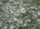 Гипсофила (качим) метельчатая, многолетняя, морозостойкая, декоративные цветы - фото 5189