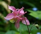 Аквилегия обыкновенная розовая, декоративные цветы, морозостойкая, многолетняя - фото 5205