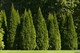Туя западная, морозостойкая, вечнозеленая, колоновидная, живая изгородь - фото 5246