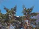 Кипарисовик туполистный (тупой), морозостойкий, декоративный - фото 5324