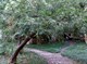 Головчатотисс Харингтона (виноградная ель), морозостойкий, декоративное дерево, лекарственный - фото 5363