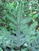 Пихта великая, морозостойкая, вечнозеленая, декоративная, эфиромасличная, лекарственная, ценная древесина - фото 5388