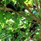 Шелковица белая (черные плоды) - фото 5523