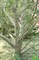 Сосна Бунге, морозостойкая, вечнозеленая, декоративная, долгожитель, священное дерево, бонсай - фото 5553