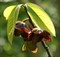 Азимина трилоба (банановое дерево), морозостойкое, сладкие, крупные плоды - фото 5581
