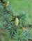 Кедр Атласский, морозостойкий, декоративный, вечнозеленый, эфиромасличный, бонсай - фото 5667