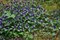 Черноголовка обыкновенная, многолетняя, морозостойкая, декоративные цветы - фото 5724