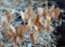 Хасмантиум широколистный, декоративное злаковое растение - фото 5763