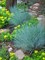 Овсяница голубая (сизая) - фото 5770