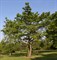 Идезия многоплодная (ландышевое дерево), декоративная, медонос - фото 5776