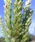 Элевсина, декоративное, злаковое растение - фото 5779