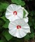 Гибискус травянистый, микс цветов - фото 5782