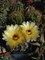 Нотокактус Notocactus tureczekianus - фото 5790