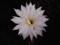 Кактус Эхинопсис гибридный (Echinopsis hybrid) - фото 5803