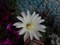 Гибридный кактус Эхинопсис - фото 5809