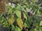 Лаконос американский (фитолакка), морозостойкий, многолетний, декоративный, лекарственный - фото 5810