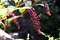 Лаконос американский (фитолакка), морозостойкий, многолетний, декоративный, лекарственный - фото 5812
