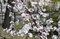 Абрикос сибирский, морозостойкий, лекарственный, медонос - фото 5815
