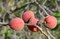 Абрикос сибирский, морозостойкий, лекарственный, медонос - фото 5817