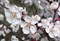 Абрикос сибирский, морозостойкий, лекарственный, медонос - фото 5819