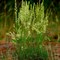 Тонконог (Келерия), многолетний, декоративное злаковое растение - фото 5822