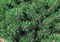 Сосна горная Пумилио, морозостойкий, декоративный кустарник, карликовый, стелющаяся крона, вечнозеленый - фото 5842