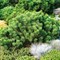Сосна горная Пумилио, морозостойкий декоративный кустарник, вечнозеленый - фото 5843