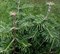 Пихта бальзамическая, морозостойкая, вечнозеленая, быстрорастущая, декоративная, эфиромасличная, лекарственная, долгожитель - фото 5898