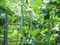 Трихозант змеевидный (тыква), съедобный, декоративная лиана, лекарственный - фото 5921