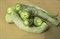 Трихозант змеевидный (тыква), съедобный, декоративная лиана, лекарственный - фото 5923