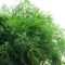 Укроп Узоры, высокая урожайность - фото 5945