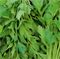 Сельдерей листовой Парус, высокоурожайный, ароматичный - фото 5959