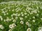 Анемона лесная, многолетняя, морозостойкая, декоративные цветы - фото 5980