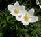 Анемона лесная, многолетняя, морозостойкая, декоративные цветы - фото 5981