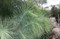 Сосна Мартинеса (кедровая крупношишечная) - фото 6009