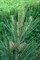 Сосна эльдарская, морозостойкая, декоративная, вечнозеленая, смолистая, неприхотливая, реликтовая - фото 6017