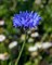 Василёк синий, декоративный, съедобный, лекарственный, медонос - фото 6028