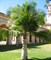 Пальма Равенея ручейная, комнатная пальма - фото 6072