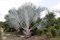 Бисмаркия благородная (пальма Бисмарка) серебристая - фото 6074