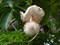 Адансония пальчатая (баобаб пальчатый) - фото 6078
