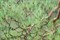 Сосна Густоцветковая (красная японская), морозостойкая, вечнозеленая, лекарственная, эфиромасличная, редкий вид, ценная древесина, бонсай - фото 6156