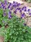 Аквилегия обыкновенная фиолетовая,  декоративные цветы, морозостойкая, многолетняя - фото 6233