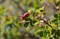 Шиповник карликовый Чатырдаг - фото 6257