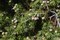 Можжевельник колючий, лекарственный, эфиромасличный, вечнозеленый, бонсай - фото 6273