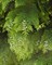 Кипарисовик Лавсона, морозостойкий, декоративный - фото 6332