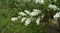 Экзохорда кистистая, морозостойкая, декоративный кустарник - фото 6346