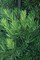 Подокарпус крупнолистный, мармеладное дерево, вечнозеленое, бонсай - фото 6507