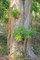 Подокарпус крупнолистный, мармеладное дерево, вечнозеленое, бонсай - фото 6508